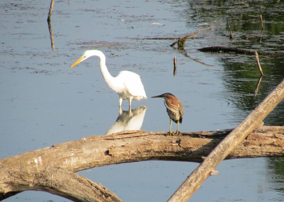 Great Egret (Ardea alba) and & American Bittern (Botaurus lentiginosus) at Cumberland Crossing by Chris Light, CC BY-SA 4.0